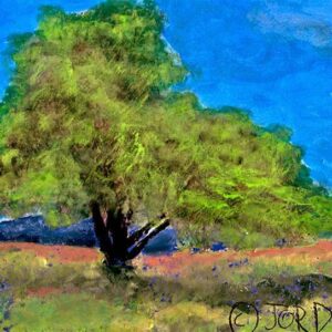 Olive Tree